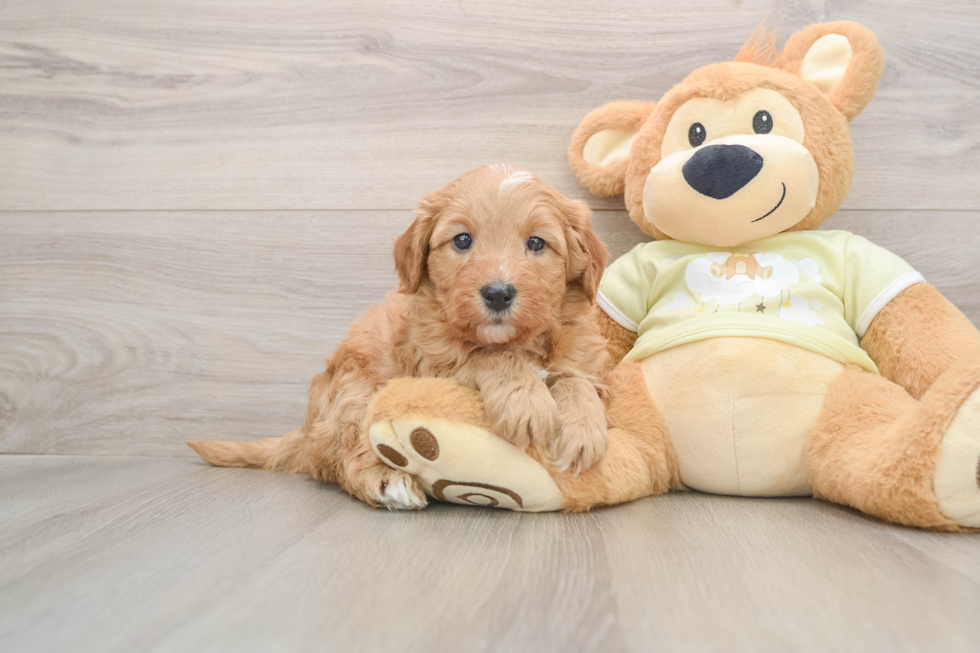 Best Mini Goldendoodle Baby