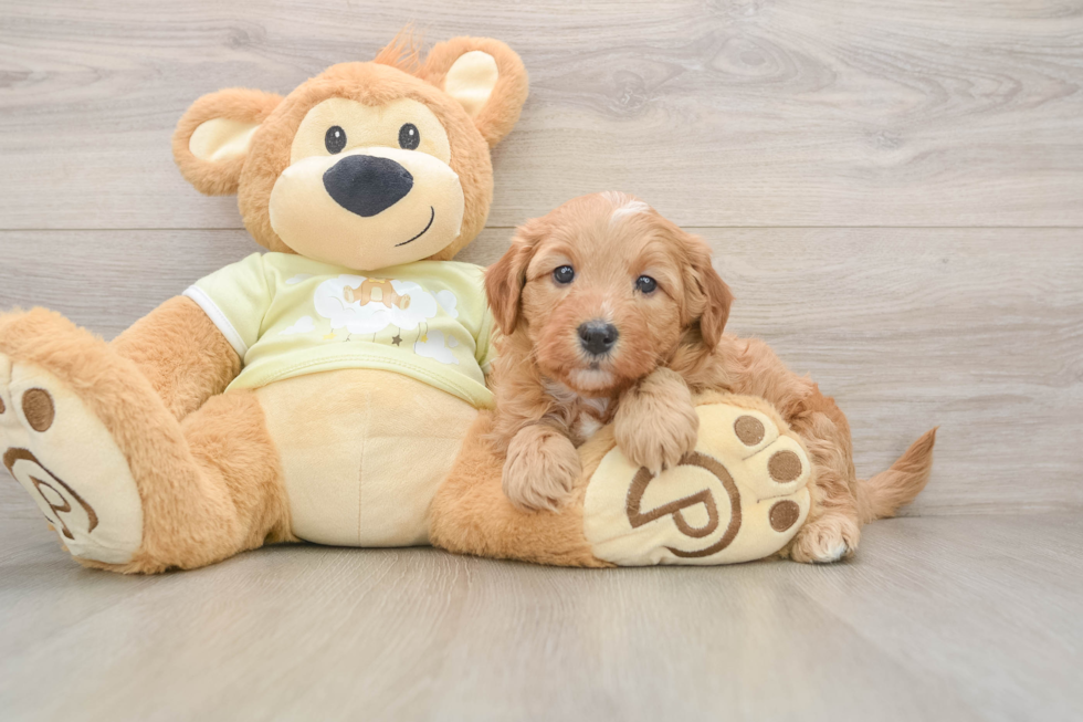 Little Mini Goldenpoo Poodle Mix Puppy