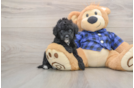 Energetic Golden Doodle Poodle Mix Puppy