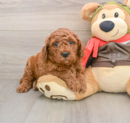 6 week old Mini Goldendoodle Puppy For Sale - Seaside Pups