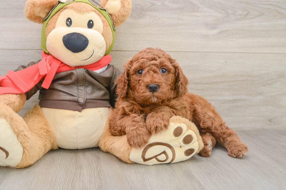 Sweet Mini Goldendoodle Baby