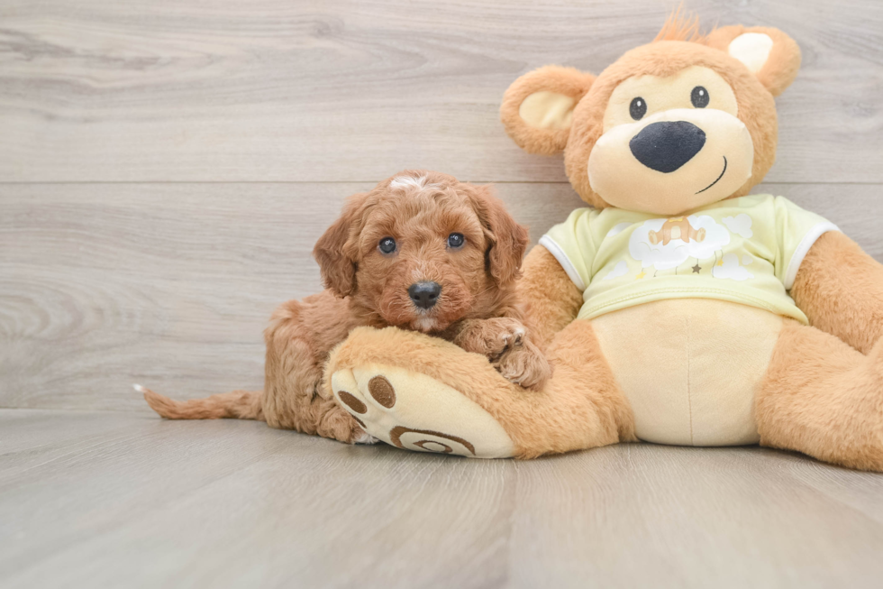 Mini Goldendoodle Pup Being Cute