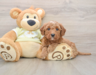 7 week old Mini Goldendoodle Puppy For Sale - Seaside Pups