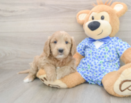 7 week old Mini Goldendoodle Puppy For Sale - Seaside Pups