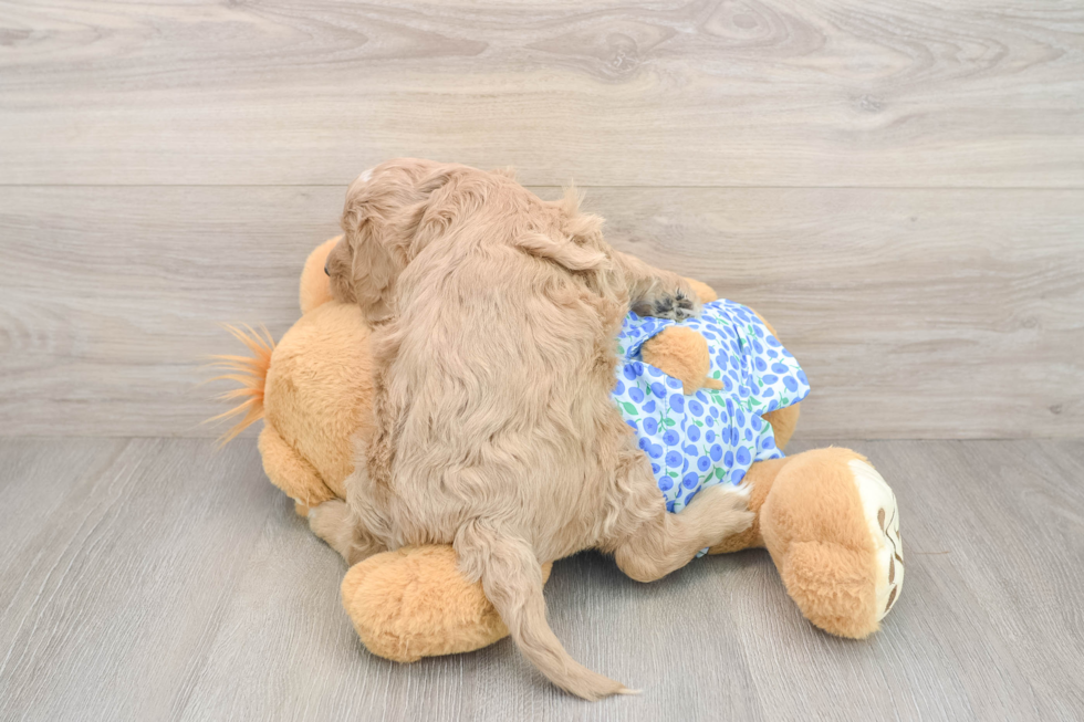 Playful Mini Groodle Poodle Mix Puppy