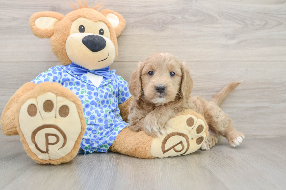 Best Mini Goldendoodle Baby