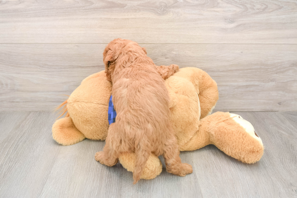Happy Mini Goldendoodle Baby