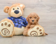 6 week old Mini Goldendoodle Puppy For Sale - Seaside Pups