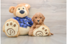 Mini Goldendoodle Puppy for Adoption
