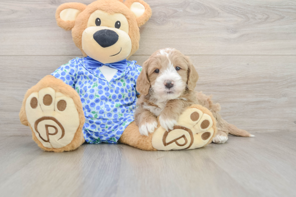 Mini Goldendoodle Pup Being Cute