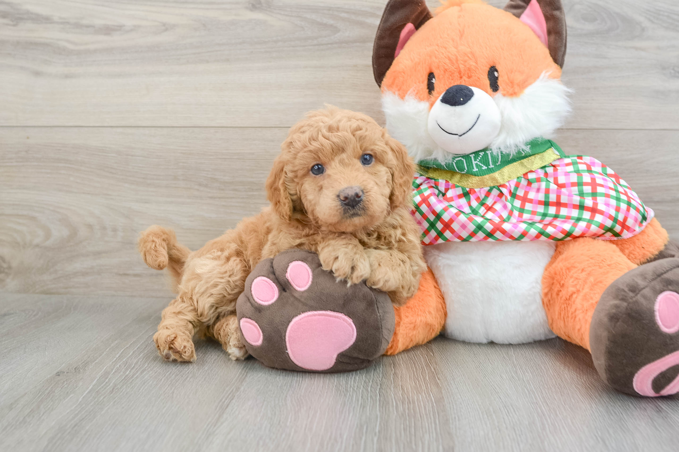 Funny Mini Goldendoodle Poodle Mix Pup