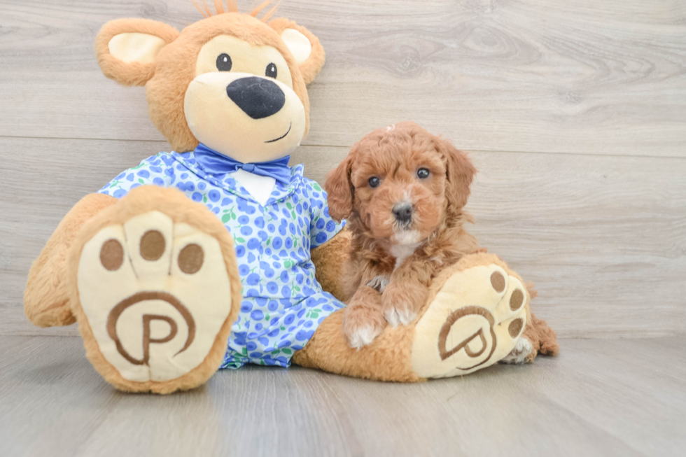 Sweet Mini Goldendoodle Baby