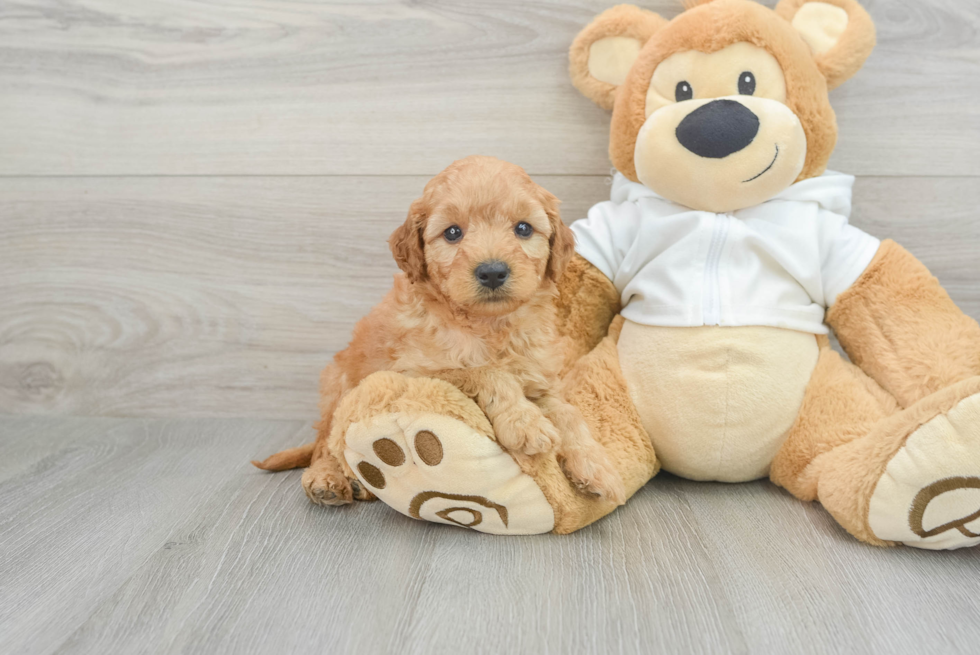 Hypoallergenic Golden Retriever Poodle Mix Puppy