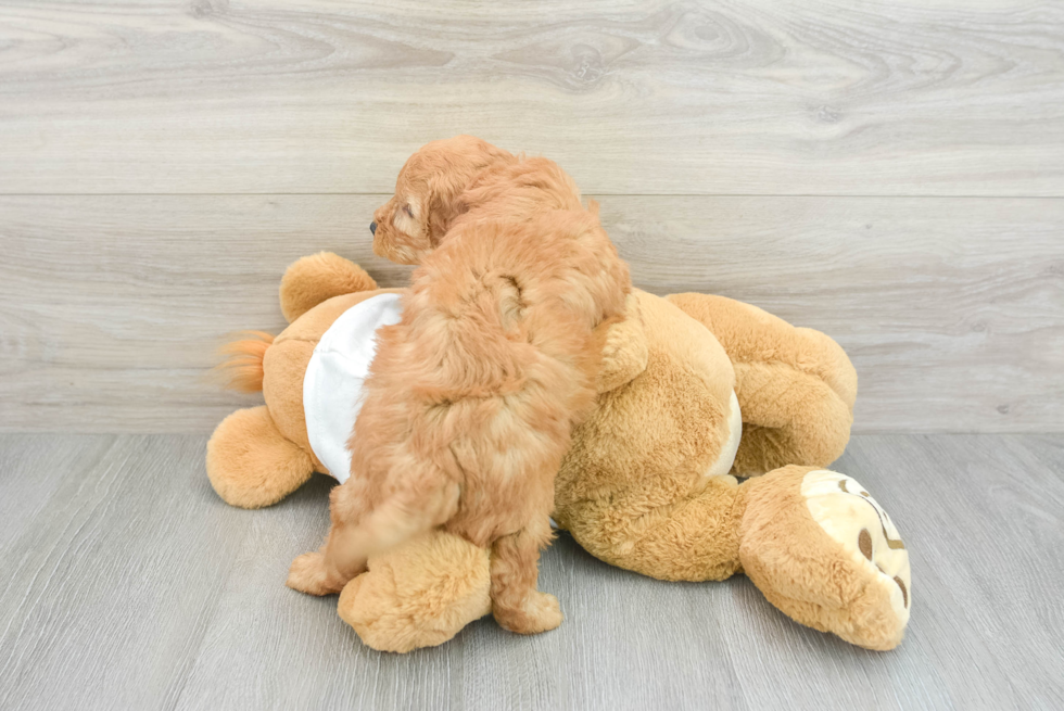 Mini Goldendoodle Puppy for Adoption