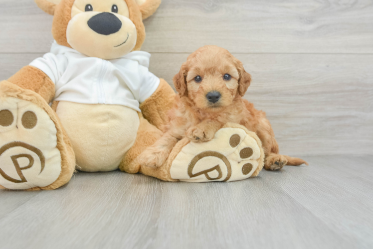Best Mini Goldendoodle Baby