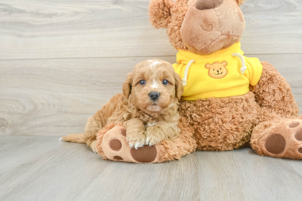 Best Mini Goldendoodle Baby