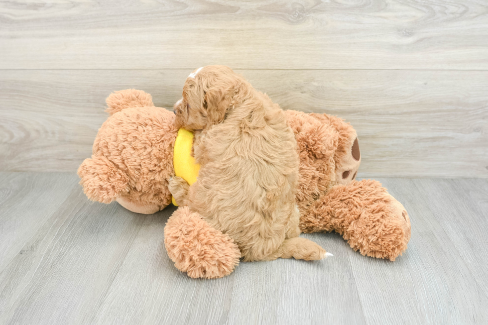 Mini Goldendoodle Puppy for Adoption