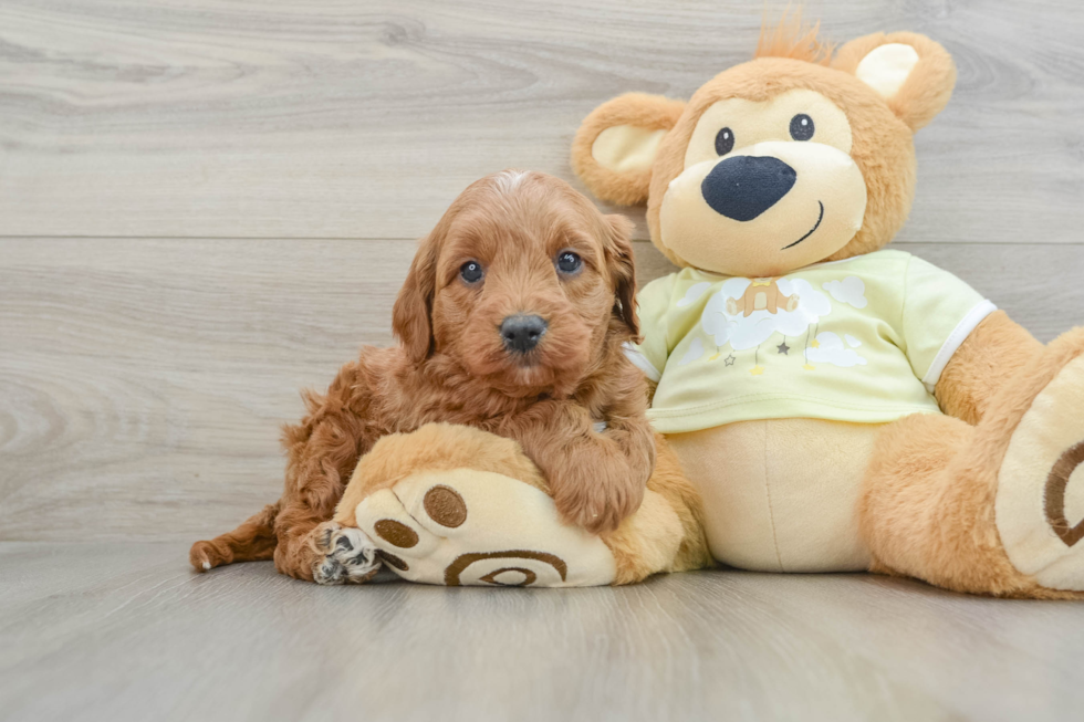 Best Mini Goldendoodle Baby