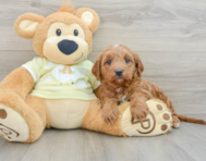 7 week old Mini Goldendoodle Puppy For Sale - Seaside Pups