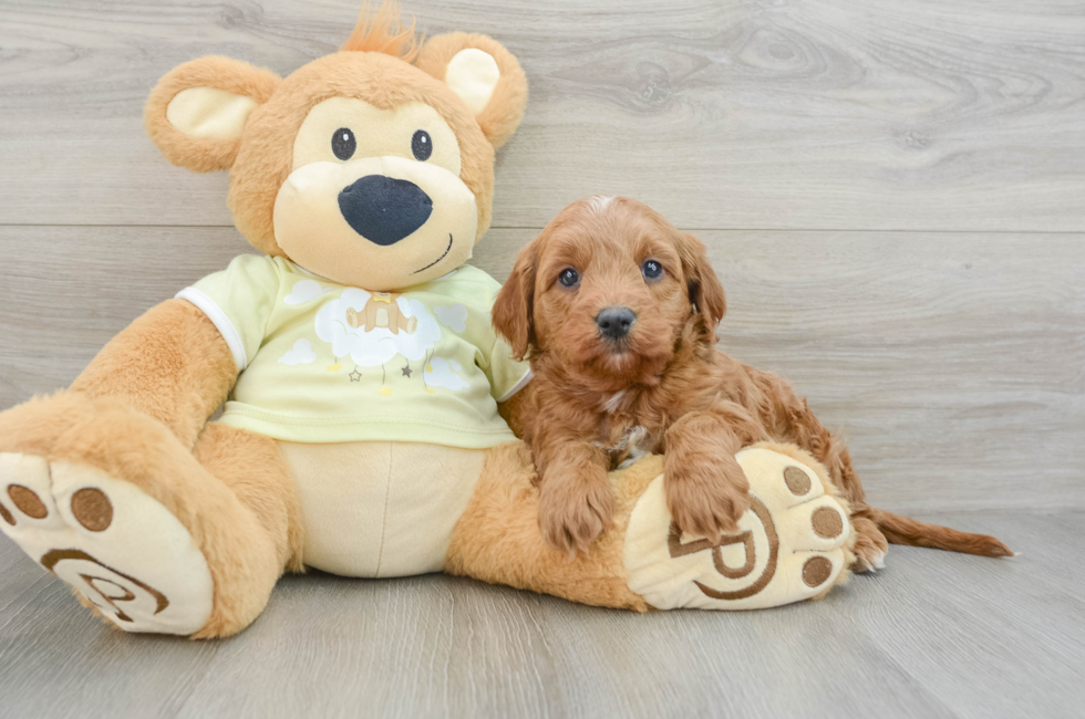 7 week old Mini Goldendoodle Puppy For Sale - Seaside Pups