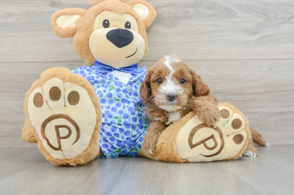 7 week old Mini Goldendoodle Puppy For Sale - Seaside Pups