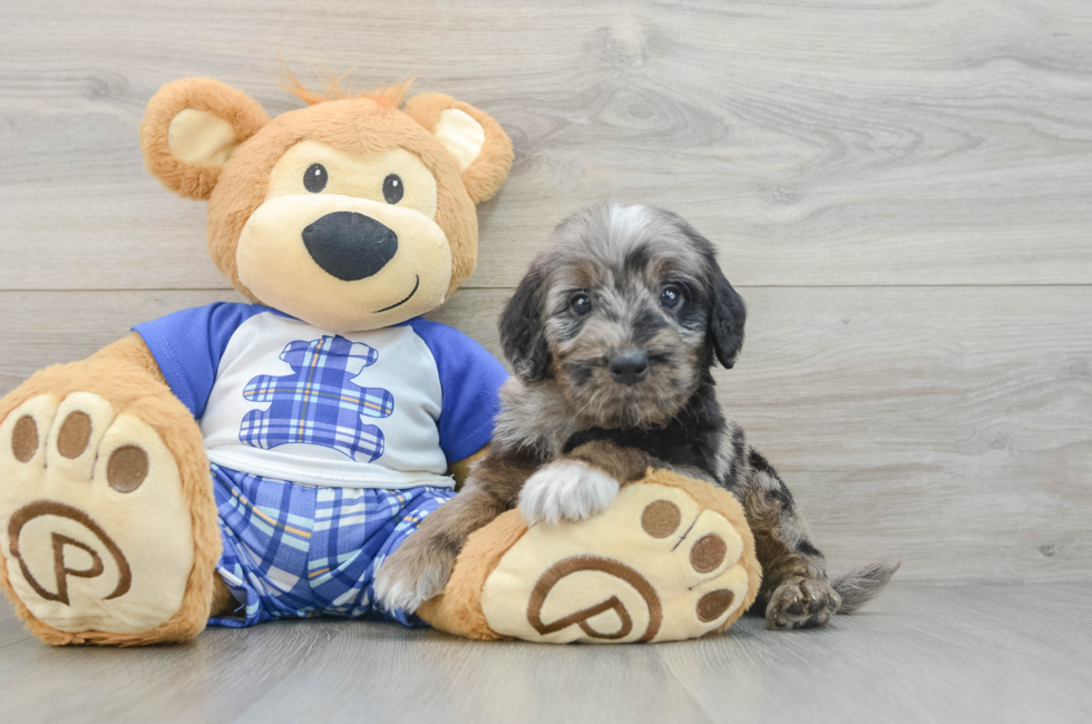6 week old Mini Goldendoodle Puppy For Sale - Seaside Pups