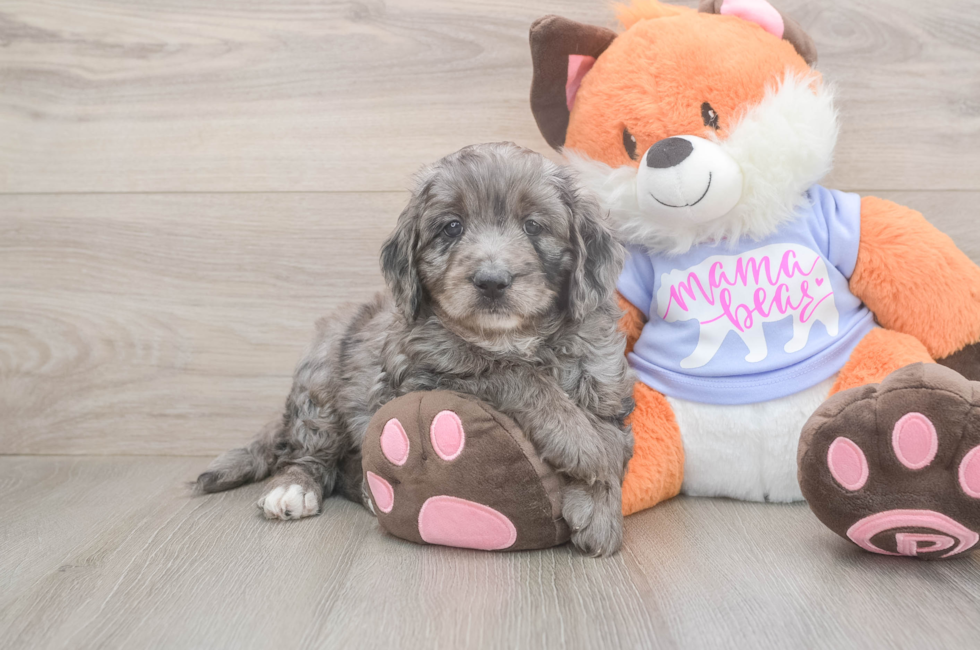 5 week old Mini Goldendoodle Puppy For Sale - Seaside Pups