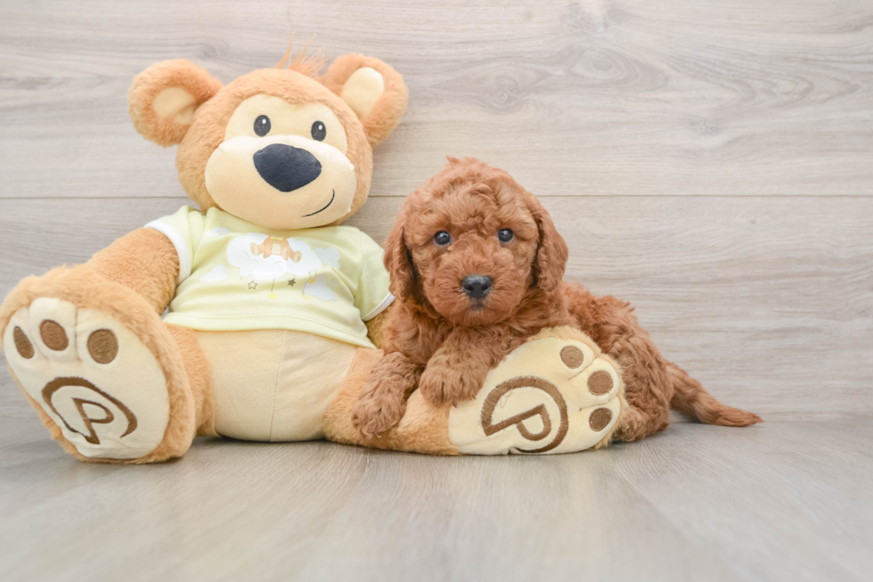 Hypoallergenic Mini Goldiepoo Poodle Mix Puppy