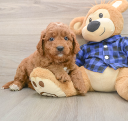 6 week old Mini Goldendoodle Puppy For Sale - Seaside Pups