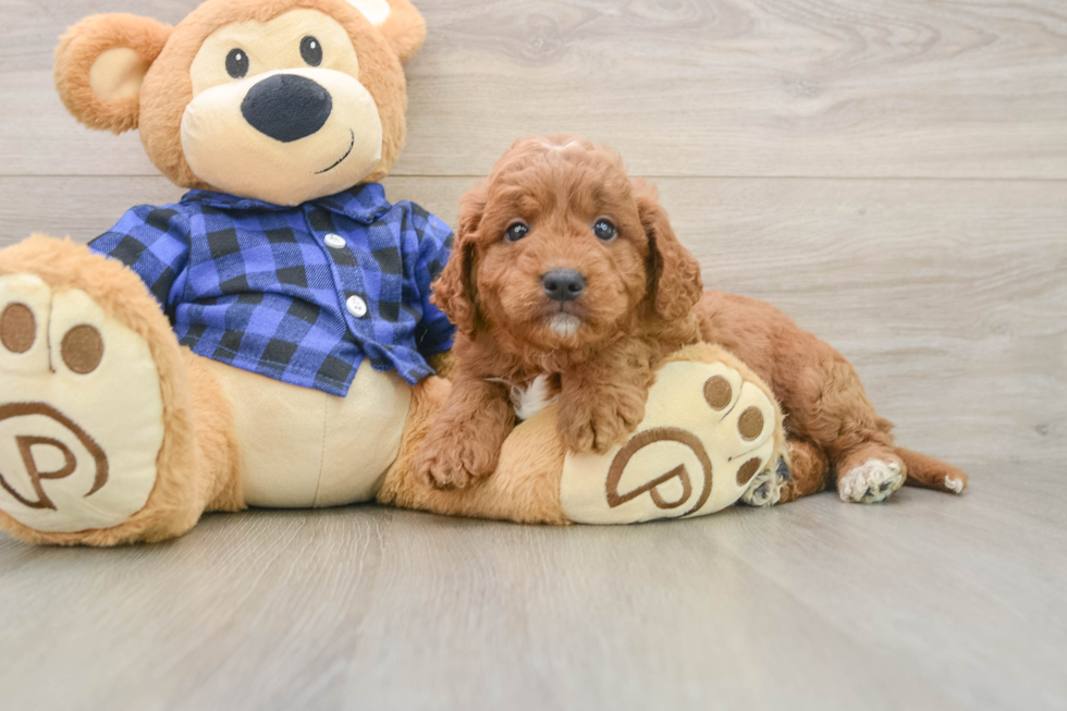 Best Mini Goldendoodle Baby