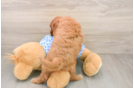 Playful Mini Groodle Poodle Mix Puppy