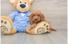 Mini Goldendoodle Puppy for Adoption