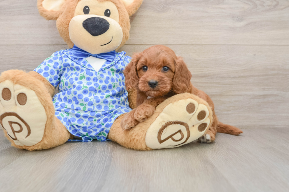 Mini Goldendoodle Puppy for Adoption