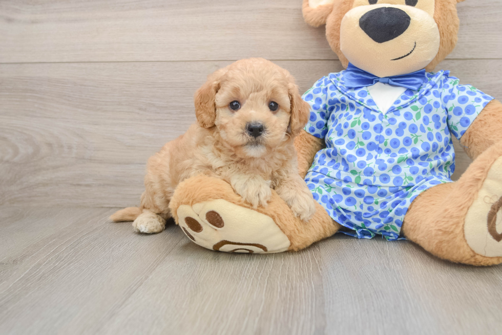 Best Mini Goldendoodle Baby