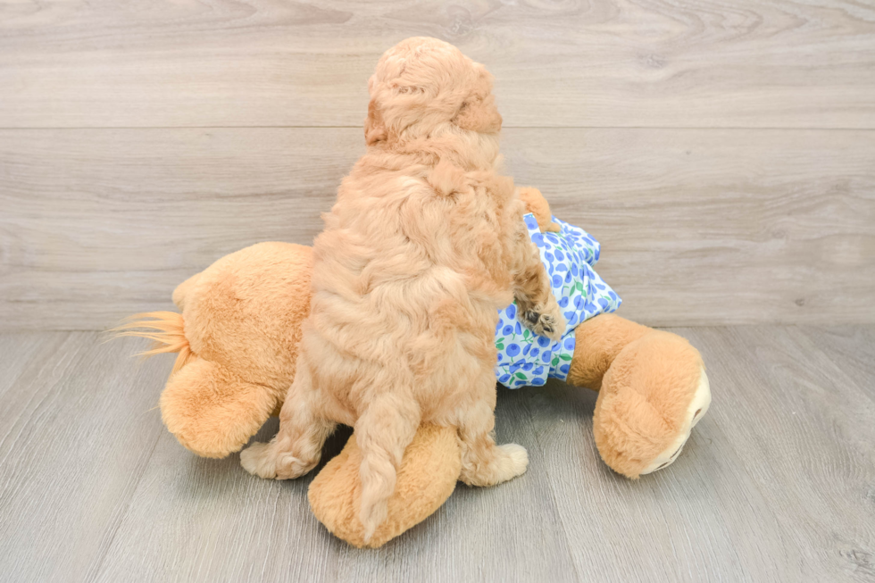 Smart Mini Goldendoodle Poodle Mix Pup