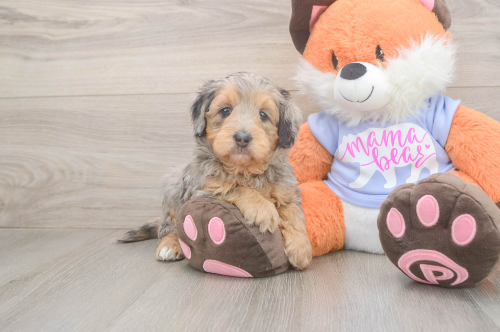 5 week old Mini Goldendoodle Puppy For Sale - Seaside Pups