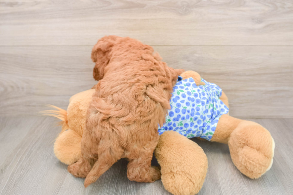 Mini Goldendoodle Pup Being Cute