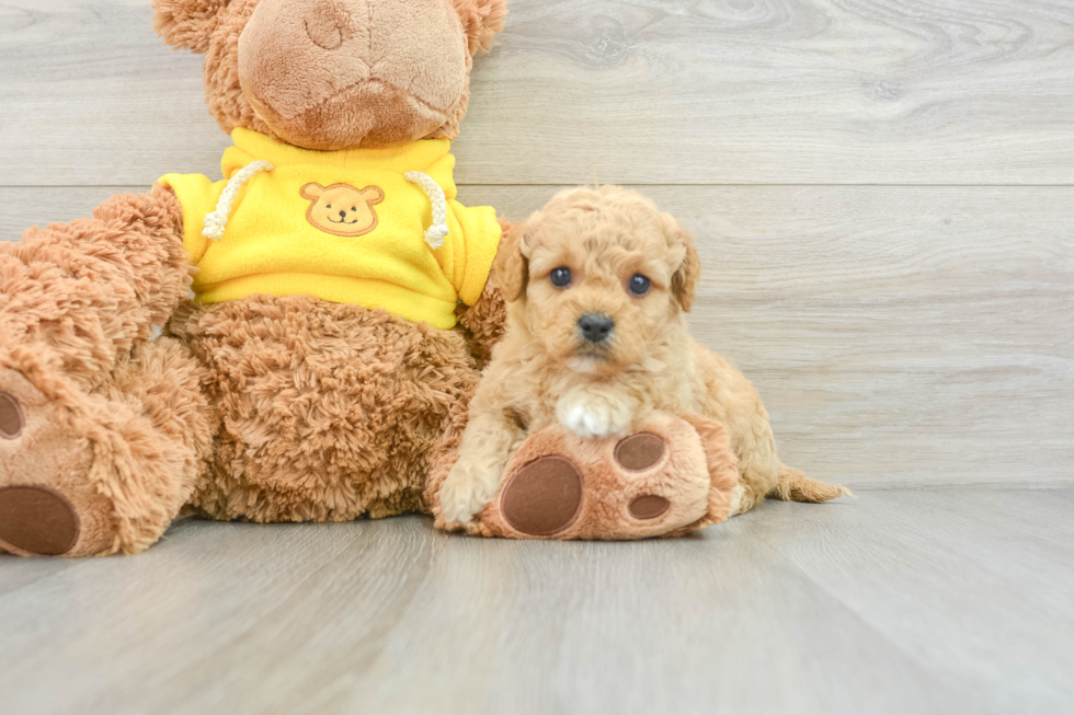 Mini Goldendoodle Puppy for Adoption