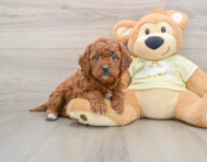 8 week old Mini Goldendoodle Puppy For Sale - Seaside Pups