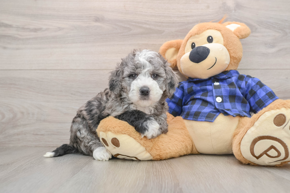 Little Mini Goldenpoo Poodle Mix Puppy