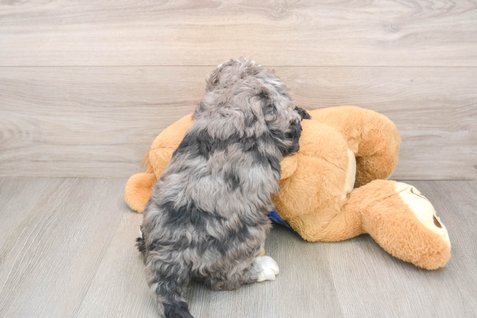 Mini Goldendoodle Pup Being Cute