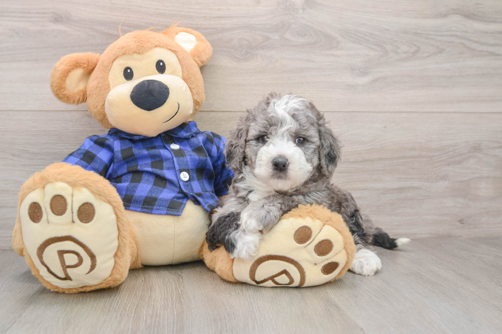 Popular Mini Goldendoodle Poodle Mix Pup