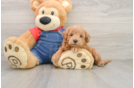 Cute Mini Goldendoodle Baby