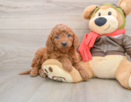 6 week old Mini Goldendoodle Puppy For Sale - Seaside Pups