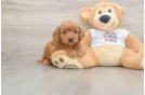 Petite Mini Goldendoodle Poodle Mix Pup