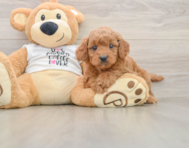 7 week old Mini Goldendoodle Puppy For Sale - Seaside Pups