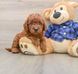 6 week old Mini Goldendoodle Puppy For Sale - Seaside Pups