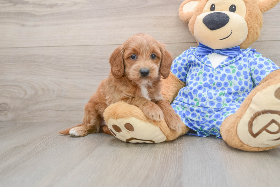 Mini Goldendoodle Puppy for Adoption