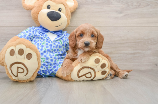 Funny Mini Goldendoodle Poodle Mix Pup