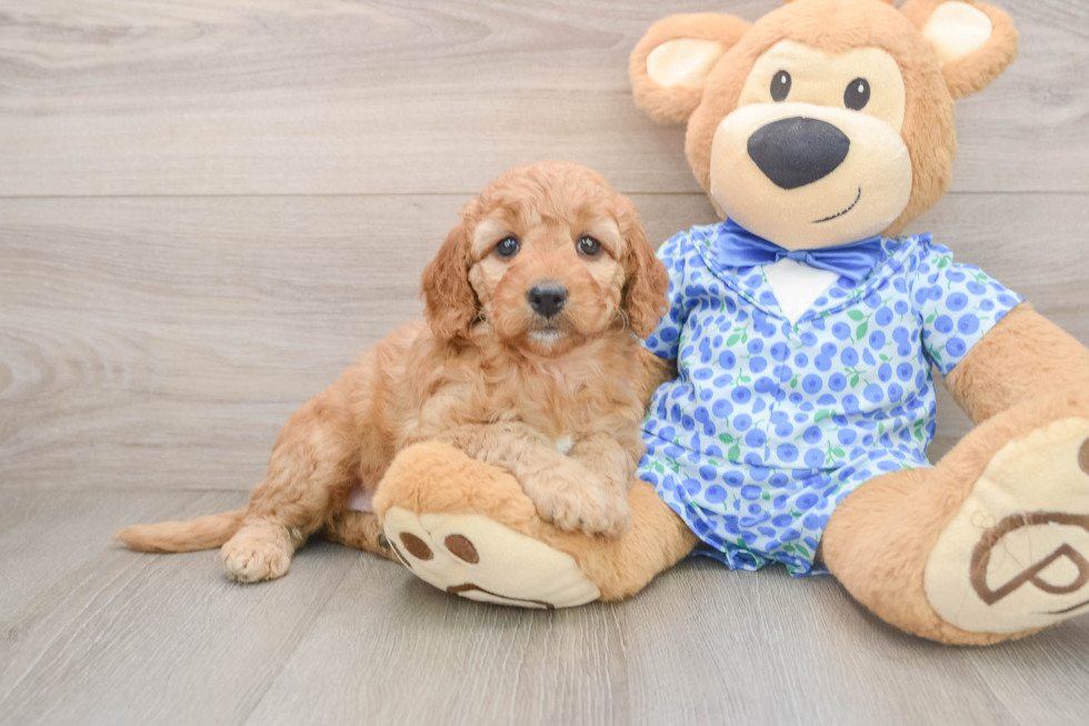 Mini Goldendoodle Pup Being Cute